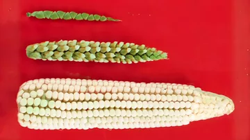 Ears of teosinte (top), maize (bottom), and a maize-teosinte hybrid (middle). Photo credit: John Doebley (Wikimedia Commons, Creative Commons Attribution 3.0 Unported license).