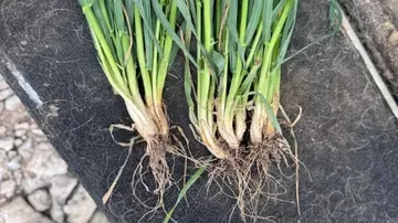 Photo credit: Cope Seeds.