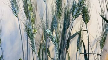 USDA Morris. Image courtesy of the USDA ARS.