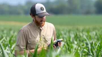 Photo credit: Wyffels Hybrids.
