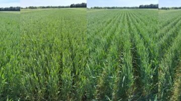 Winter wheat planted in different row spacings. From left to right: 5-, 7.5-, 10- and 15-inch row spacing. Photo by Wallas Mendes da Silva, MSU.