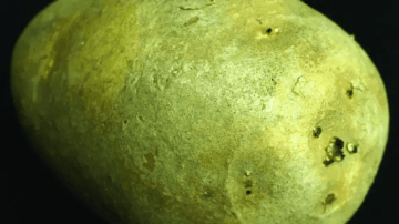 A potato shows symptoms of black dot disease, which is becoming increasingly prevalent. Photo credit: University of Idaho.