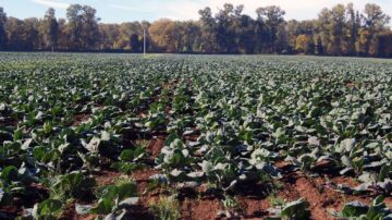 A cabbage seed field in the mid-Willamette Valley. Photo credit: Aaron Becerra-Alvarez/Oregon State University.