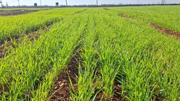 Cham 9 breeder seed, a durum wheat variety, growing at GOSM’s Al-Dar Al-Kabira multiplication plot in Homs, Syria. Photo credit: ICARDA.