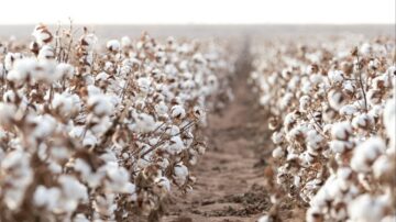 Image courtesy of BASF.