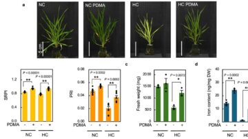 The synthetic deoxymugineic acid proline-2′-deoxymugineic acid enhances plant resilience to high-temperature stress. Image courtesy of Nature Communications (2025).