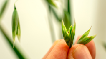 GRDC has announced 17 successful recipients of its 2025 Early and Mid-Career Research Fellowships, representing an $11.3 million investment over 3 years.
Photo: Evan Collis/GRDC