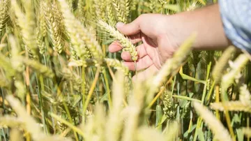 Photo credit: Syngenta.