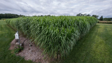 A stand of miscanthus planted as part of a long-term biofuel crop experiment at the Kellogg Biological Station in Hickory Corners, Michigan. This study found that miscanthus yields peak four to five years after initial planting and recommends replanting every 10 years to maximize profits. Photo credit: K. Stepnitz, Michigan State University.