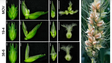 A spike of wheat showing three grains clustered within each spikelet, where there is ordinarily just one. Image courtesy of Vijay Tiwari, University of Maryland.
