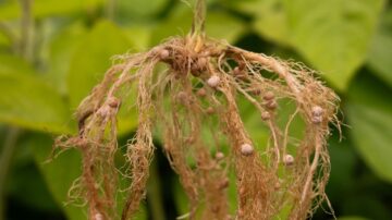 Soybean root nodules on a soybean plant. These specialized root structures enable soybean plants to utilize atmospheric nitrogen, which promotes productivity and environmental resilience. Photo credit: Purdue University photo/Joshua Clark.