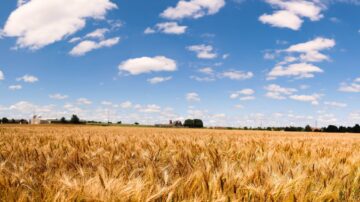 In collaboration with other institutions across the United States, the Oklahoma State University Wheat Improvement Team is working to increase the amount of fiber in wheat. (Photo by Mitchell Alcala, OSU Agriculture)
