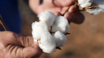 PhytoGen cottonseed announces three new varieties for the 2027 season: PHY 362 W3FE, PHY 491 W3FE and PHY 207 W3FE. Photo credit: PhytoGen.