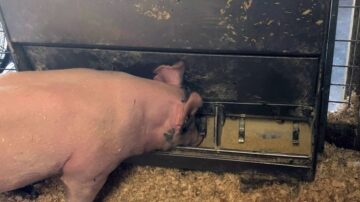 Feeder pig eating a complete feed ration. Photo credit: Beth Ferry, MSU Extension.