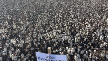 PhytoGen brand PHY 859 RF is the newest Pima variety available from PhytoGen cottonseed, offering premium yield potential combined with increased Fusarium Race 4 (FOV4) tolerance and improved fiber quality. After extensive testing in breeding and third-party trials like this location in Corcoran, California, PHY 859 RF was advanced for the 2026 season. Photo credit: Corteva.