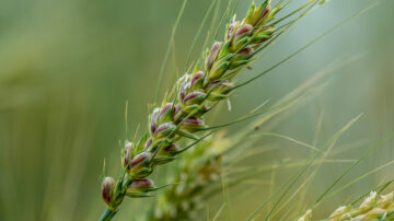 Oklahoma State University’s new purple wheat variety, OSU-P92, has disease resistance, baking quality and health benefits. The variety has three times the anthocyanins, the same food pigments found in pomegranates and blueberries, as traditional hard red winter wheat. Photo credit: Todd Johnson, OSU Agriculture.