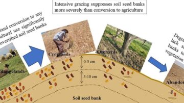 Taken from “Soil seed bank resilience after rangeland conversion: implications for restoring abandoned agricultural lands” published in Science of the Total Environment.