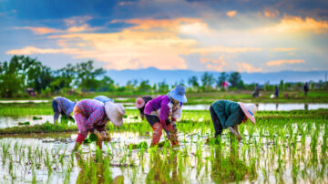 Despite rising fertilizer and energy prices, global rice prices have fallen in recent weeks.