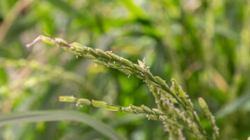 Photo credit: Paden Johnson/University of Arkansas Division of Agriculture.
