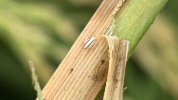 Rice delphacid, a damaging pest in Texas rice production, moved into the state this year, with a population confirmed in Stoneville and reported in some south Delta counties. Image courtesy of Mississippi State University Extension Service/Morgan Hutton.