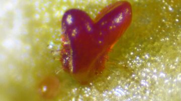 A somatic embryo that regenerated after induction of PLT/WOX genes in lettuce explants. Image courtesy of Wageningen University & Research.