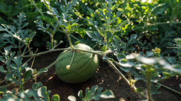 Watermelon is one of several crops that Oklahoma State University Agriculture scientists are studying with soilless media to determine if they can save on water use without compromising yield. (Photo by Mitchell Alcala, OSU Agriculture)