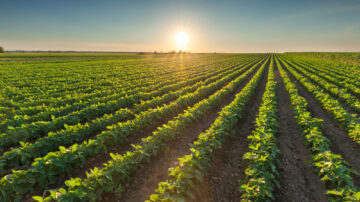 Acreage shifts, steady crush demand, and weather risks offer cautious optimism for growers.