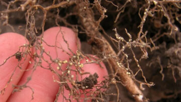 Soybean root infested with SCN. Photo credit: Craig Grau, Bugwood.org