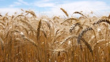 Wheat is one of the world’s staple crops responsible for feeding billions every day. Photo credit: Arthur Mostead.