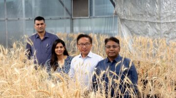 An international consortium of more than 80 researchers from over 30 institutions across nine countries is calling for a coordinated, worldwide effort to map gene expression across every cell type and developmental stage of wheat. Photo credit: Murdoch University.