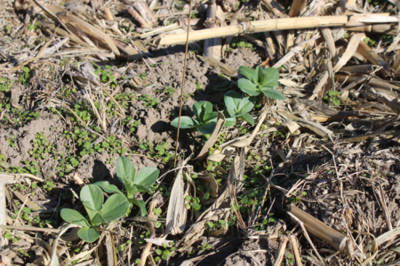 Cover crop seedlings planted in September begin to sprout across the plots. Photo credit: Ainur Aibyek, University of Missouri.
