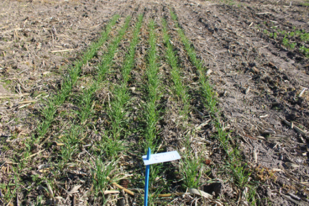Rows of Triticale stretch across plots at Bradford Research Farm. Photo credit: Ainur Aibyek, University of Missouri.