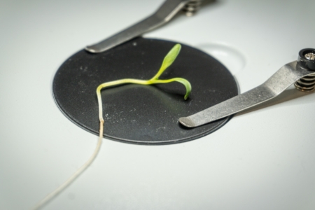 Seedlings during a germination test. Photo credit: Gravity Gardens.