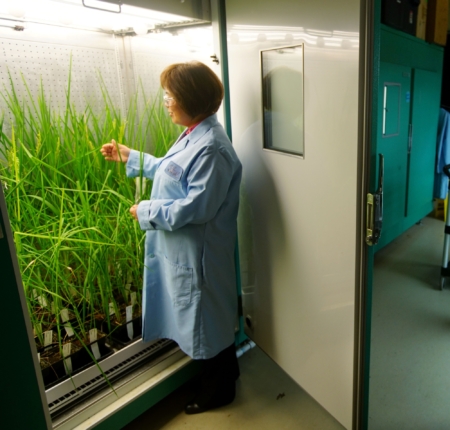 Zhixia Niu, Associate Director of Breeding & Trait Development, taking care of rice in a growth chamber at the Cibus lab in San Diego.