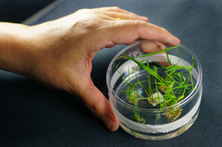 Rice plants being nurtured in 
the Cibus labs in San Diego.