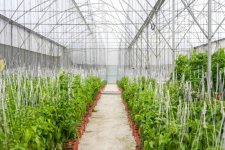 Rows of plants grow in containers inside a controlled-environment greenhouse equipped with overhead support lines. Photo credit: PROCOMER.
