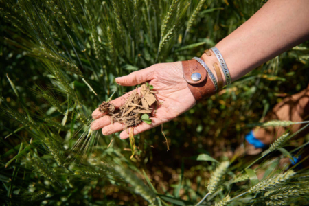 Partnerships will ensure reliable data across the supply chain, developing solutions both scientifically sound and realistic for farmers. Photo credit: University of Guelph.