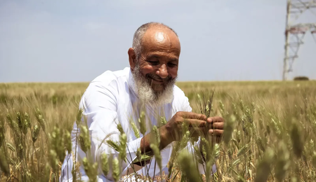 A farmer in the Safi region in Morocco, examining a durum wheat plot planted on his farm with support from the BOLD Project. Photo credit: Ahmed Ismaili/Crop Trust.