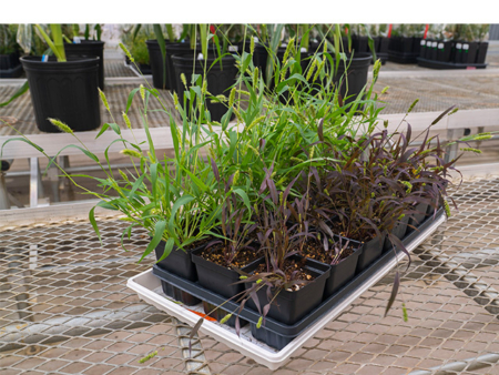 Setaria viridis, a grass species similar to corn and sorghum, engineered to produce a natural purple pigment, anthocyanin, for use as a visual reporter on the presence of chemicals in the environment. Wild-type Setaria viridis is on the left (green plants) and the engineered plants are on the right (purple plants). Image courtesy of the Donald Danforth Plant Science Center.