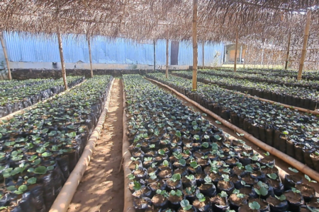 Coffee nursery hub established by the EU-funded Seeds4Liberia Project in Montserrado County. Photo credit: George A. Harris, AfricaRice-Liberia Station.