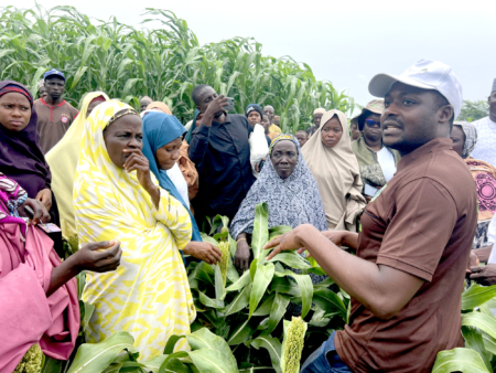 Sorghum is increasing in popularity among Nigerian farmers. Photo courtesy of the Africa Centre for Crop Improvement.