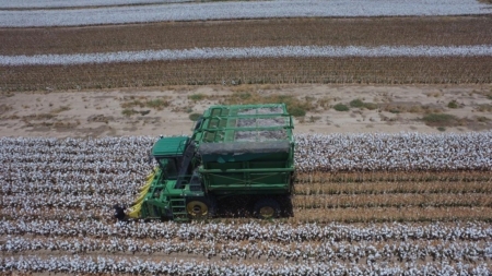 A mechanical cotton harvester moves through a mature field. Photo credit: PROCOMER.