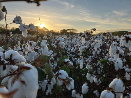 Cotton field stands ready for harvest in Costa Rica. Photo credit: PROCOMER.