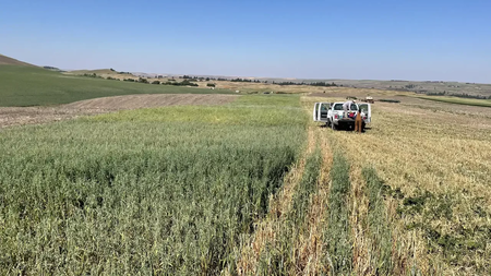 University of Idaho researchers work in cover crop plots seeded into a traditionally summer-fallow field in St. John, Wash. The strip on the left shows the cover crop mixes in late bloom stage just before the final termination date, compared to the middle termination treatment (right side) that had been sprayed out a few weeks earlier. Photo credit: University of Idaho.