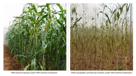 Photo credit: CGIAR.