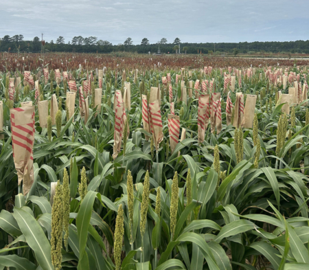 Shot in the Clemson University population development nursery at the Pee Dee REC, this image shows plants that have been cross-pollinated to create new breeding populations for future testing and selection. Photo credit: Clemson University.