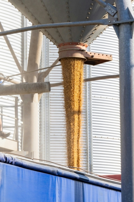 Agricultural processing of grain.
Credit: Being Organic