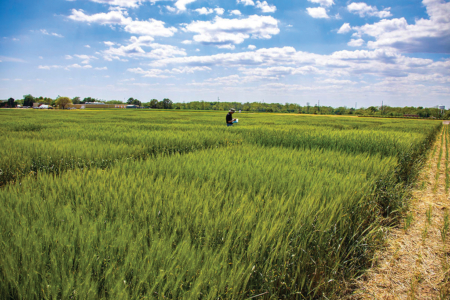 Brett Carver Scouts the wheat variety nursery looking for those next selections that will be developed further to become releases by the Wheat Improvement Team at Oklahoma State University. A interdisciplinary team of scientists working to develop highly adapted winter wheat cultivars with marketable grain quality.