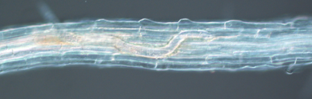 Microscopic view of the nematode Meloidogyne incognita inside a plant root (Photo: WUR)
