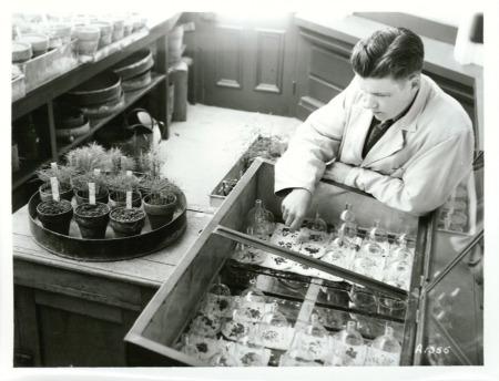 “Seed germination test. State Forest” (R21010225), photographer not identified, Archives New Zealand, CC BY 2.0 (creativecommons.org/licenses/by/2.0/). Image cropped from the original.